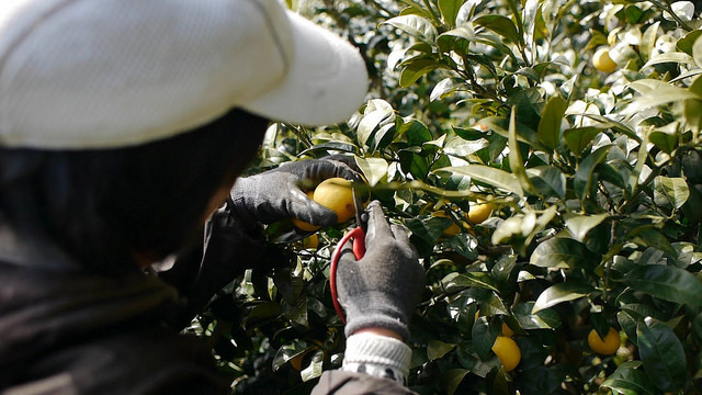 サンクトガーレン有限会社のプレスリリース画像8