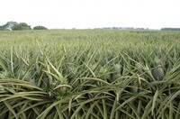 サンクトガーレン有限会社のプレスリリース画像6