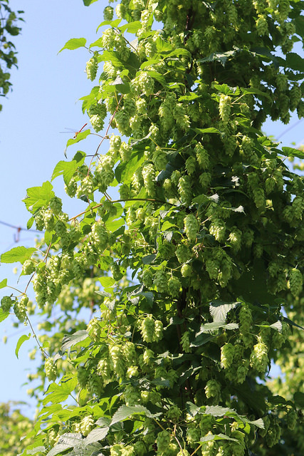 サンクトガーレン有限会社のプレスリリース画像2