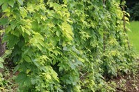 サンクトガーレン有限会社のプレスリリース画像8