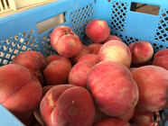 サンクトガーレン有限会社のプレスリリース画像2