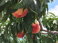 サンクトガーレン有限会社のプレスリリース画像1