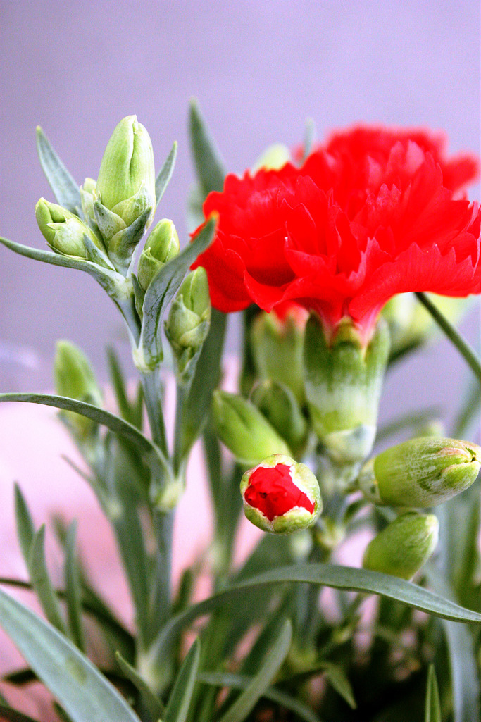 サンクトガーレン有限会社のプレスリリース画像2