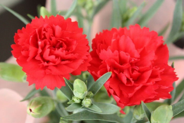 サンクトガーレン有限会社のプレスリリース画像4