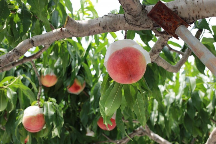 サンクトガーレン有限会社のプレスリリース画像1