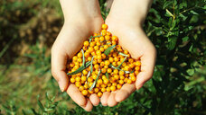 株式会社フィネスのプレスリリース画像4