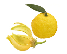 株式会社 TENGAのプレスリリース画像6