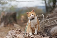 株式会社ハート出版のプレスリリース画像3