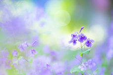 株式会社サードウェーブ　ドスパラのプレスリリース画像3