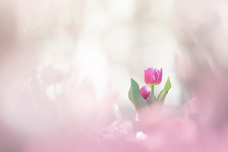 株式会社サードウェーブ　ドスパラのプレスリリース画像5