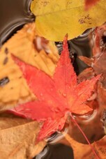 株式会社サードウェーブ　ドスパラのプレスリリース画像4