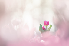 株式会社サードウェーブ　ドスパラのプレスリリース画像5