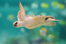 株式会社サードウェーブ　ドスパラのプレスリリース画像5