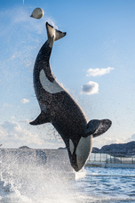 株式会社サードウェーブ　ドスパラのプレスリリース画像4