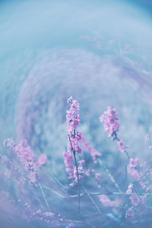 株式会社サードウェーブ　ドスパラのプレスリリース画像4