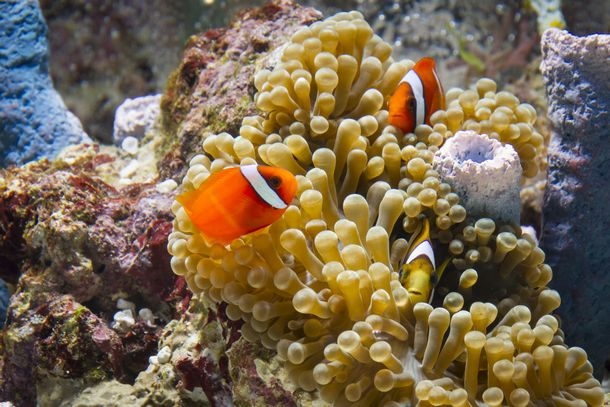 今年の夏は水族館でネイル体験 海遊館ネイル がかわいすぎてノックアウト トレンダーズ株式会社のプレスリリース 今年の夏は水族館でネイル体験 海遊館ネイル がかわいすぎてノックアウト トレンダーズ株式会社のプレスリリース