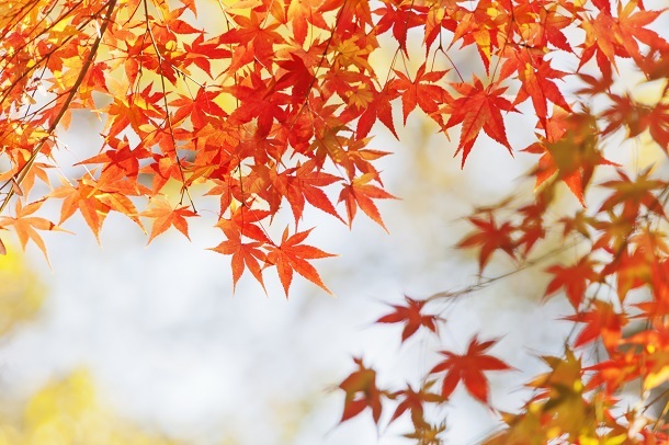 トレンダーズ株式会社のプレスリリース画像1