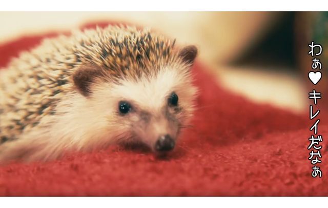 トレンダーズ株式会社のプレスリリース画像1