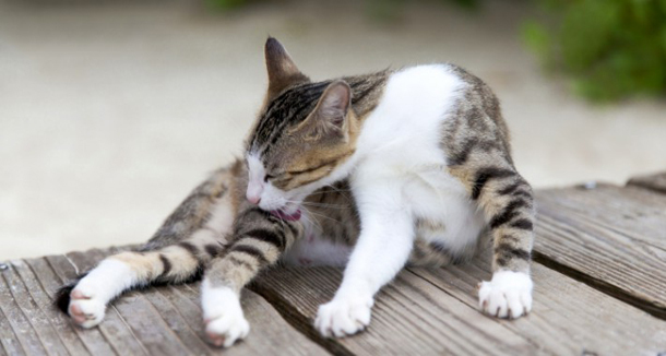 トレンダーズ株式会社のプレスリリース画像7