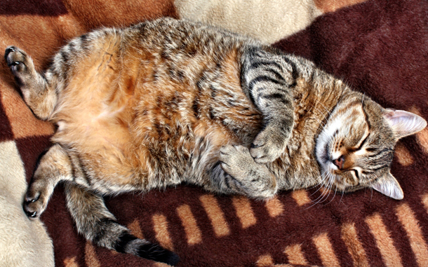 トレンダーズ株式会社のプレスリリース画像8