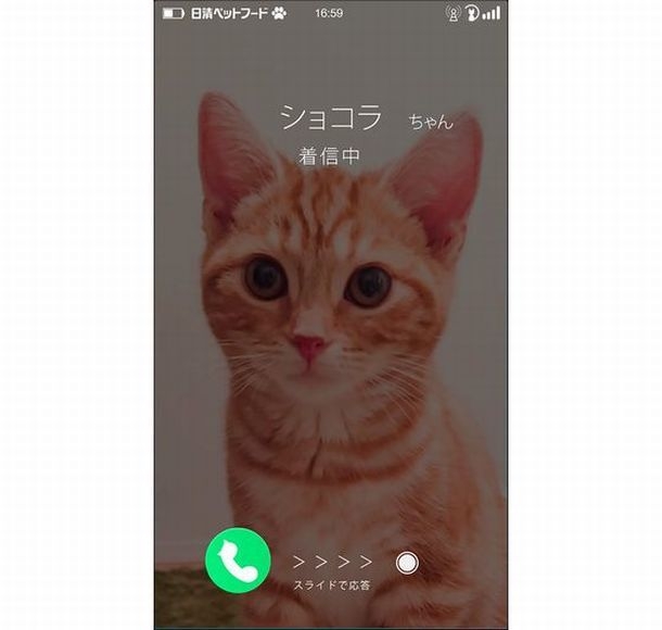 かわいすぎて悶絶 我が家の猫ちゃんが登場する おねだりムービーメーカーが最高 トレンダーズ株式会社のプレスリリース かわいすぎて悶絶 我が家の猫ちゃんが登場する おねだりムービーメーカーが最高 トレンダーズ株式会社のプレスリリース