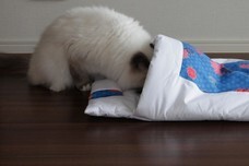 トレンダーズ株式会社のプレスリリース画像7