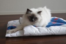 トレンダーズ株式会社のプレスリリース画像4