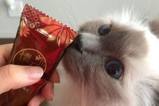 トレンダーズ株式会社のプレスリリース画像2