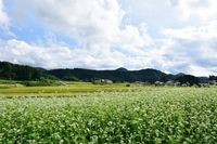 株式会社仕事旅行社のプレスリリース