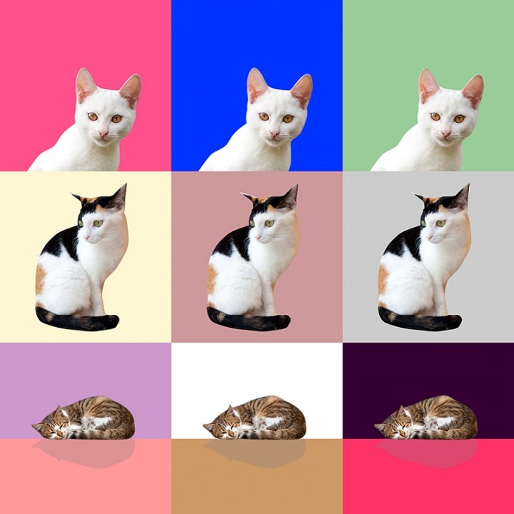 カラフルで使いやすい猫の壁紙 有限会社オフィスケーのプレスリリース