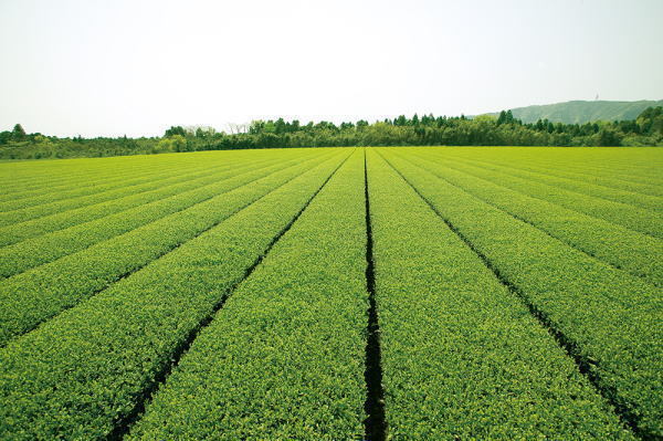 トレンド総研のプレスリリース画像2