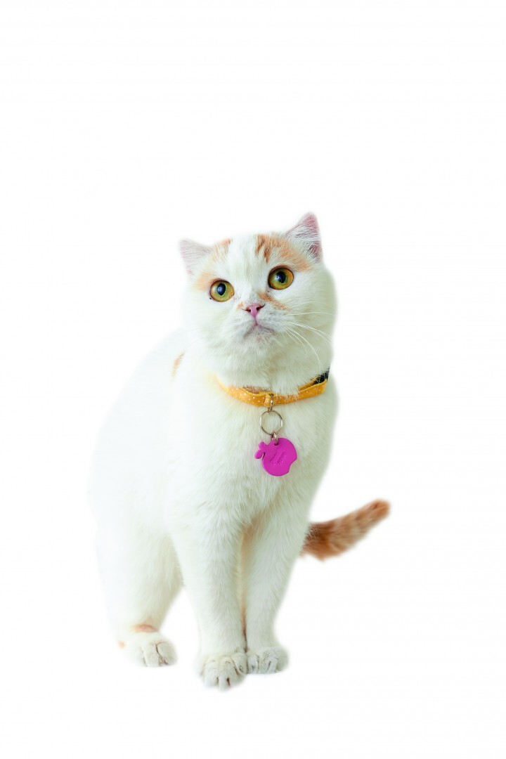 新日本カレンダー株式会社のプレスリリース画像2