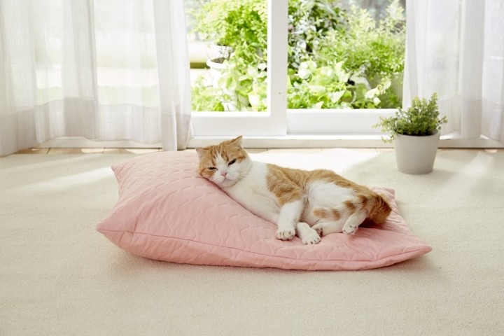 老猫介護のために 熟睡を追及した猫専用 たまくら体位変換クッション を発売 ペット用品の通販ショップ Peppy 新日本カレンダー株式会社のプレスリリース