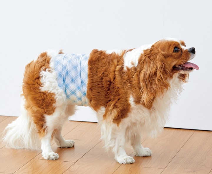 愛犬がにおうのはおしっこ臭が原因 ありそうでなかった 尿臭 対応消臭スプレー シャンプー おしっこ臭きらら を発売 ペット用品の通販ショップ Peppy 新日本カレンダー株式会社のプレスリリース 愛犬がにおうのはおしっこ臭が原因 ありそうでなかった 尿臭 対応消臭スプレー シャンプー おしっこ臭きらら を発売 ペット用品の通販ショップ Peppy 新日本カレンダー株式会社のプレスリリース