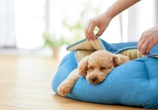 新日本カレンダー株式会社のプレスリリース画像1