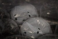 ショートショート実行委員会のプレスリリース画像3