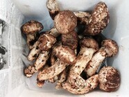 株式会社エフユーアイジャパンのプレスリリース画像3