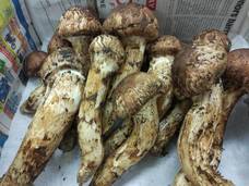 株式会社エフユーアイジャパンのプレスリリース画像2