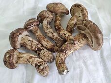 株式会社エフユーアイジャパンのプレスリリース画像3