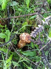 株式会社エフユーアイジャパンのプレスリリース画像1