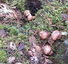 株式会社エフユーアイジャパンのプレスリリース画像3