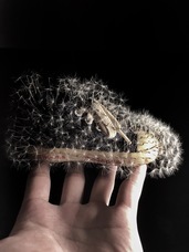 株式会社アピスコーポレーションのプレスリリース画像1