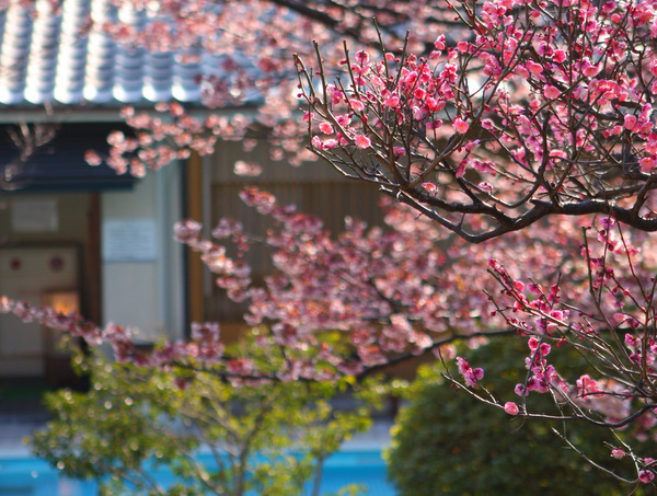 星野リゾートのプレスリリース画像2