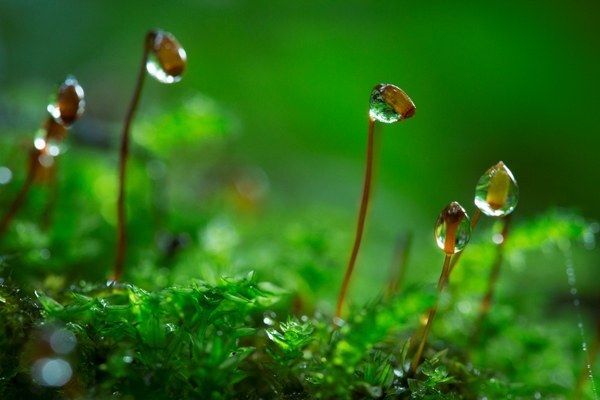 星野リゾートのプレスリリース画像1