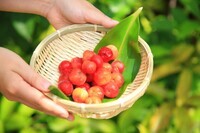 星野リゾートのプレスリリース画像4