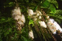 星野リゾートのプレスリリース画像1