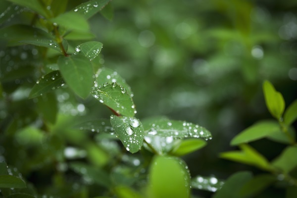 星野リゾートのプレスリリース画像2