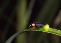 星野リゾートのプレスリリース画像3