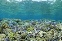 星野リゾートのプレスリリース画像1