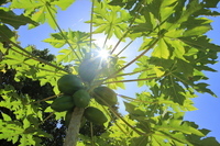 星野リゾートのプレスリリース画像1